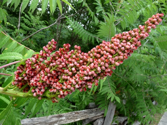 {Rhus glabra}